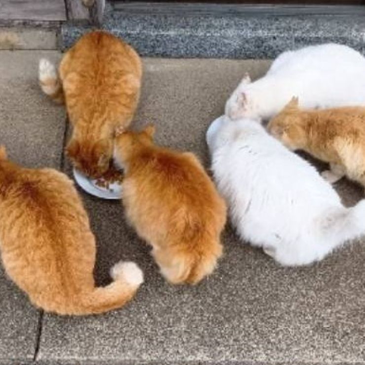 ７さくらねこ揃って毎食『いただきます』