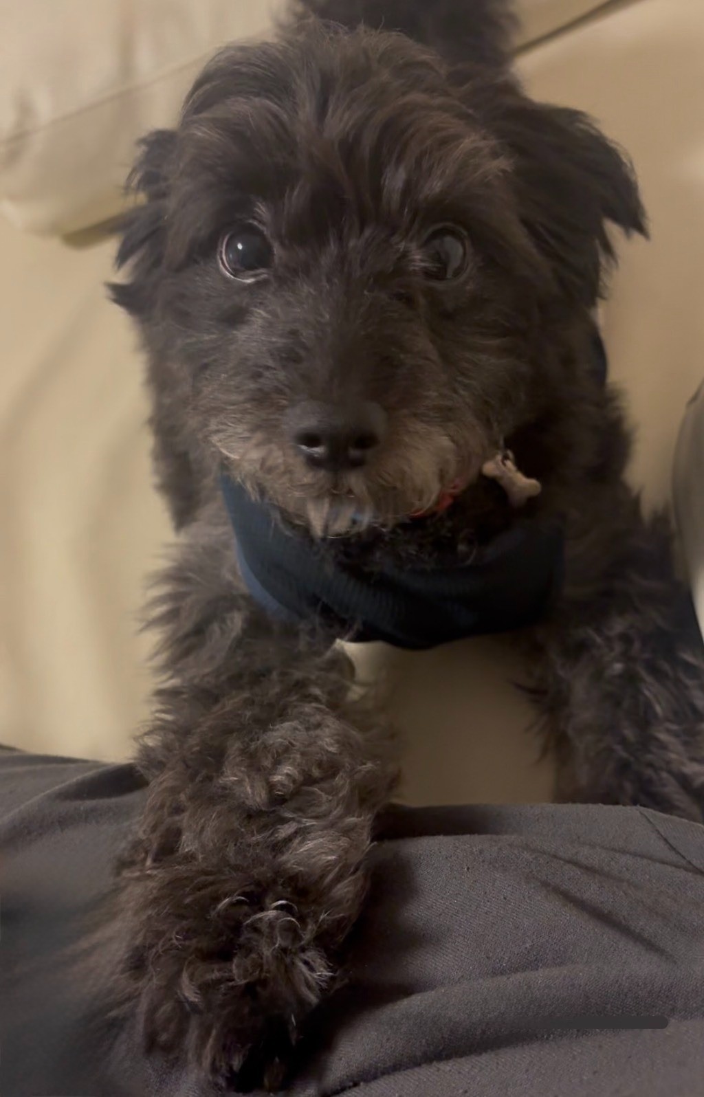 ”一途犬”とは、ぼくのこと!!