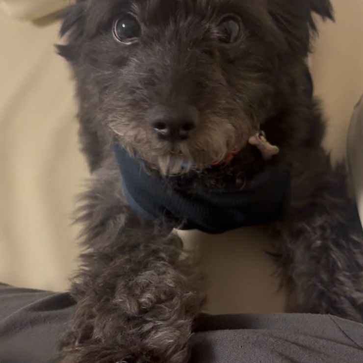 ”一途犬”とは、ぼくのこと!!