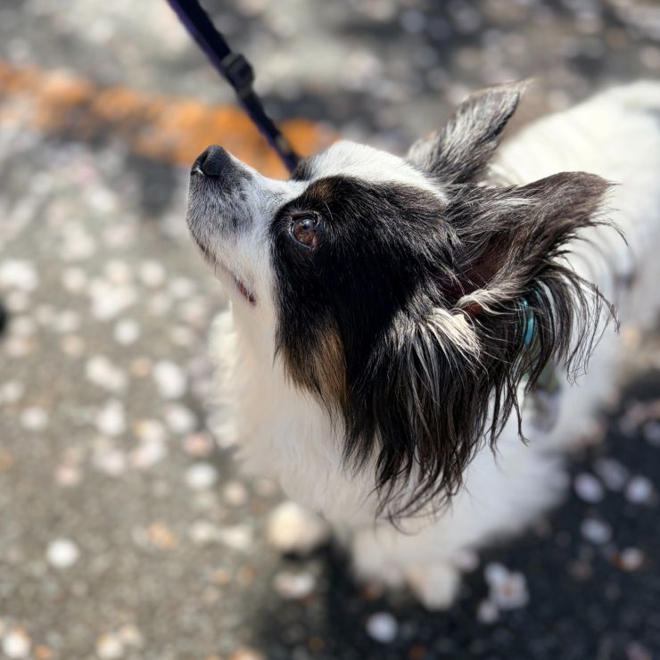 穏やかで頑張り屋のちあき君