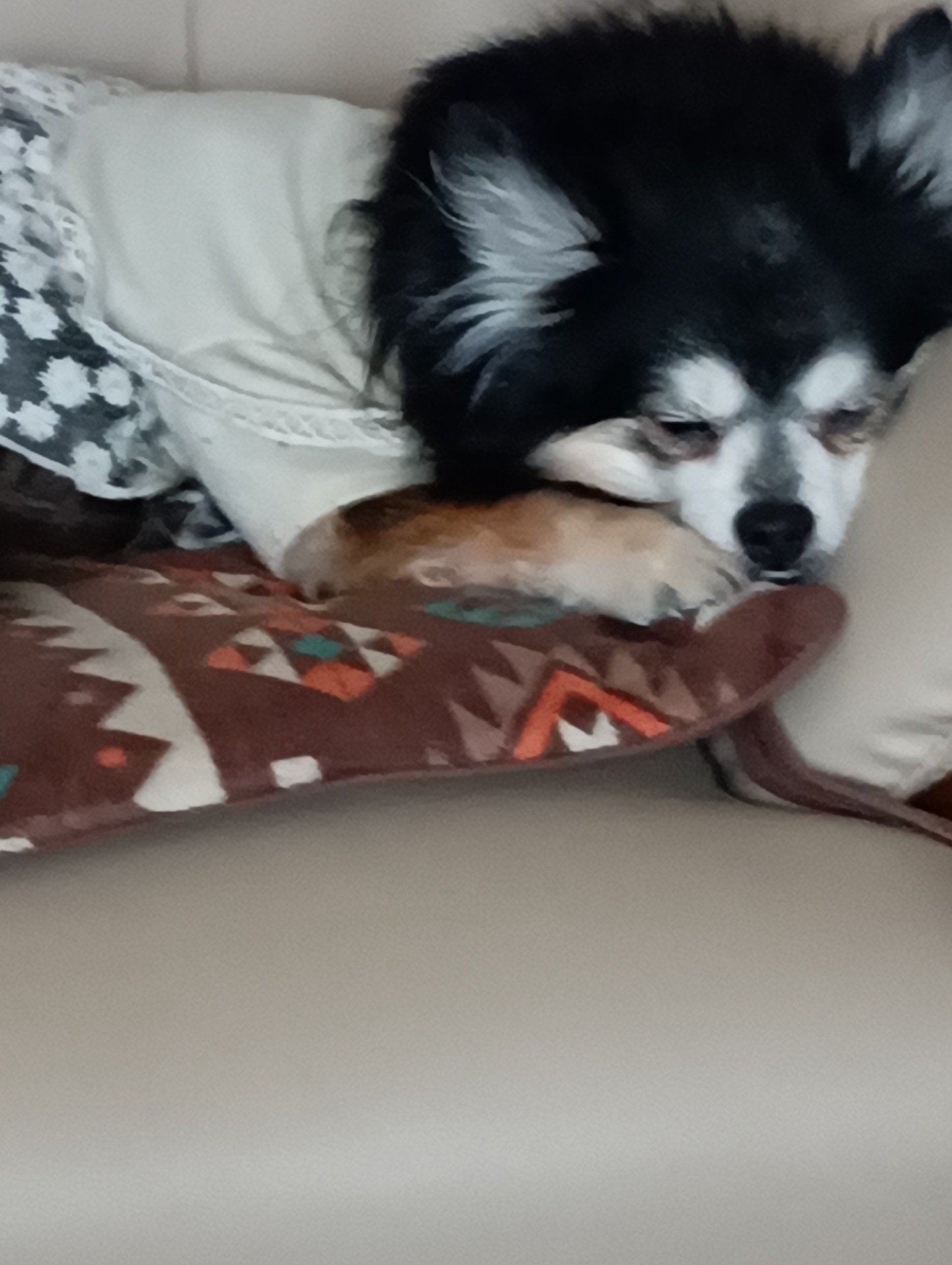 オカリナ聞き入る娘犬(^^♪