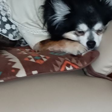 オカリナ聞き入る娘犬(^^♪
