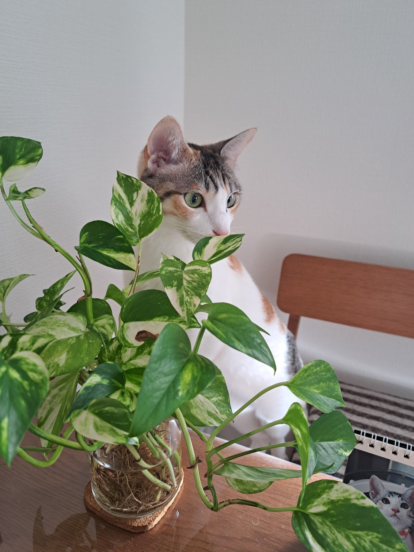 成長