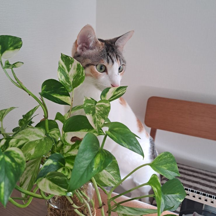 成長