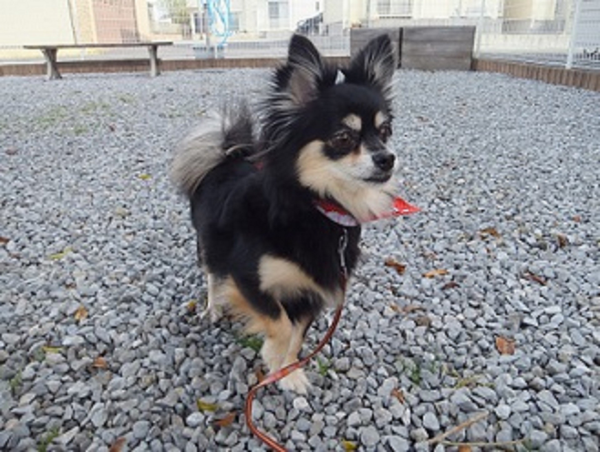 子犬の頃のシャリー・おてんば娘