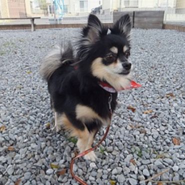 子犬の頃のシャリー・おてんば娘