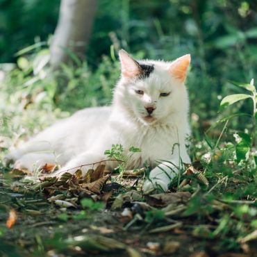 門前に生きる猫たち