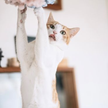 あ、見つかっちゃった！