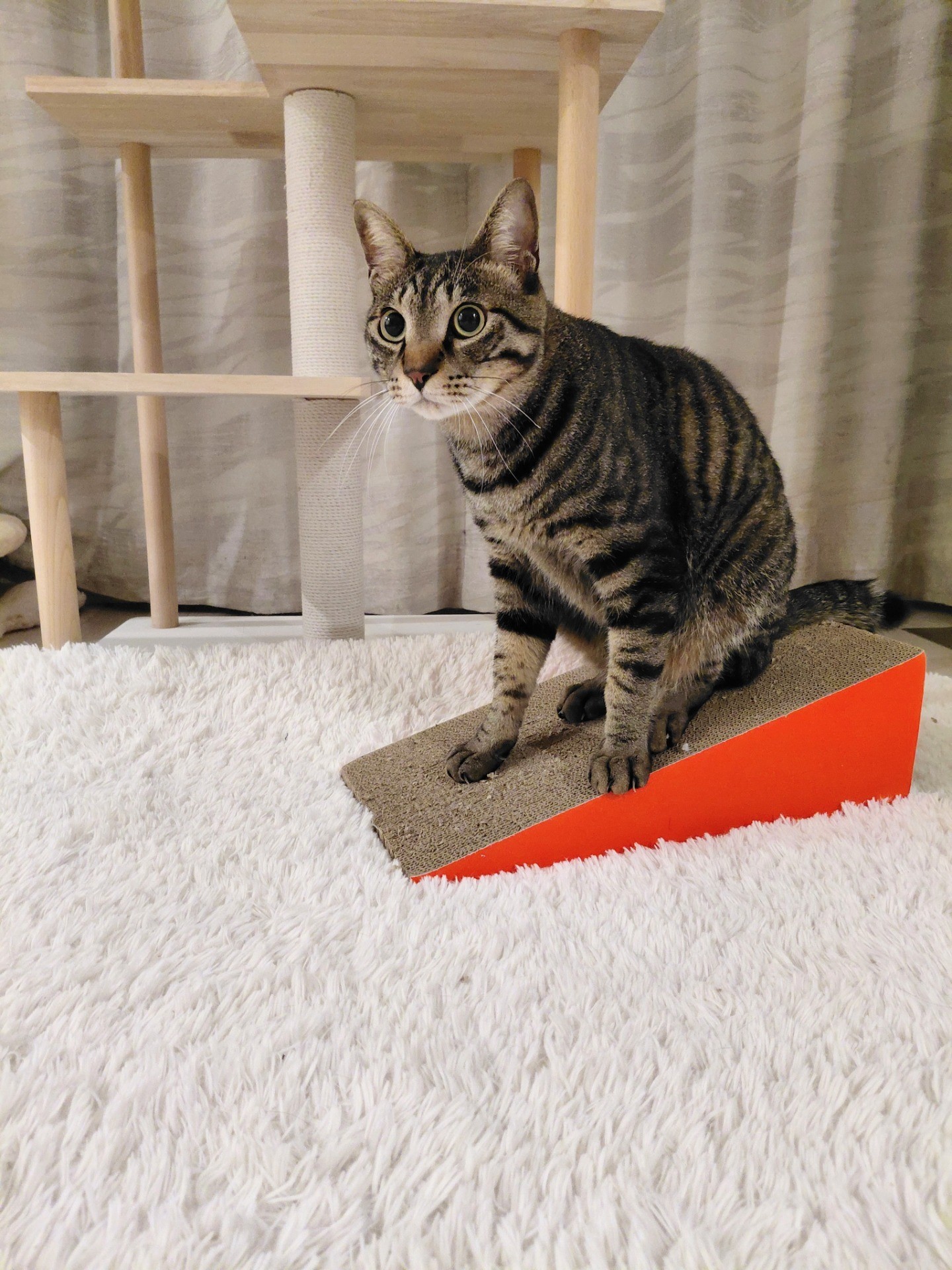 とても臆病で、とても優しい♡イクメン猫