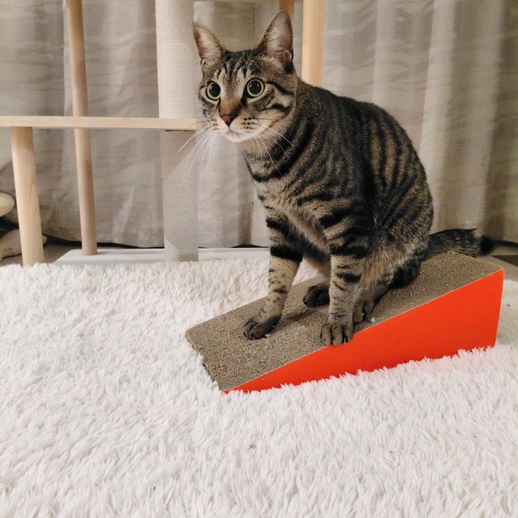 とても臆病で、とても優しい♡イクメン猫