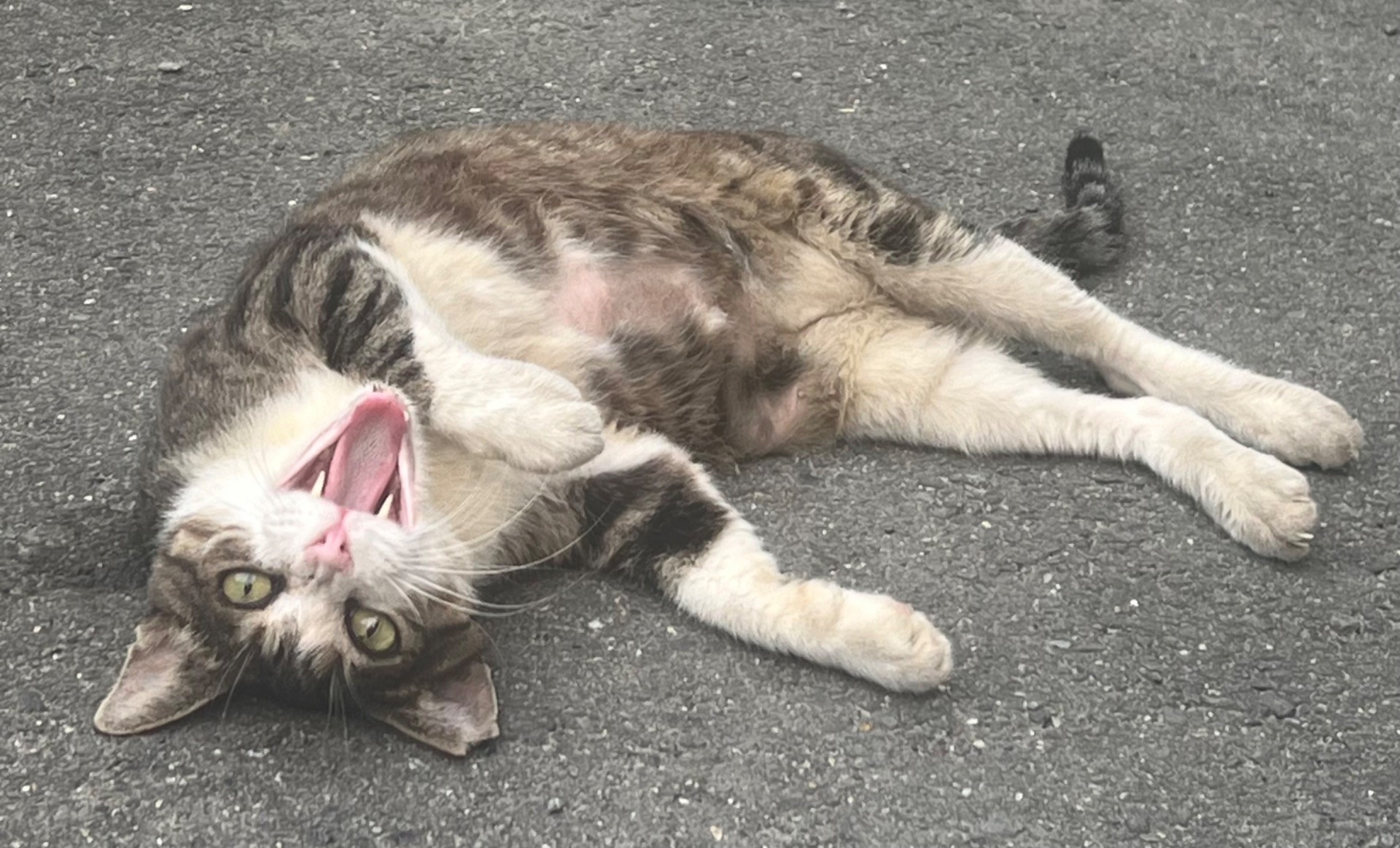 大好きだよ まる