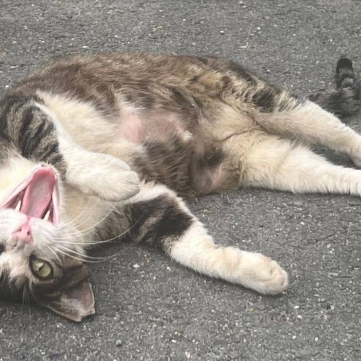 大好きだよ　まる