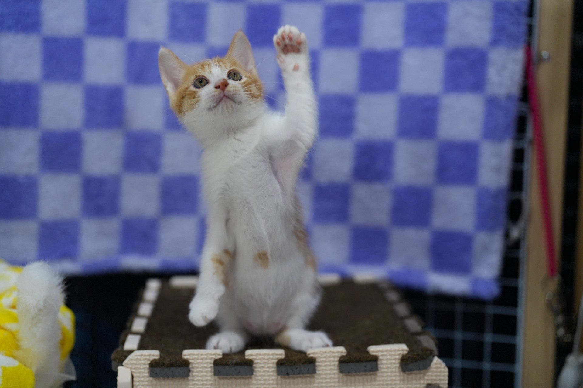 家猫になりたい子、「ハーイ」