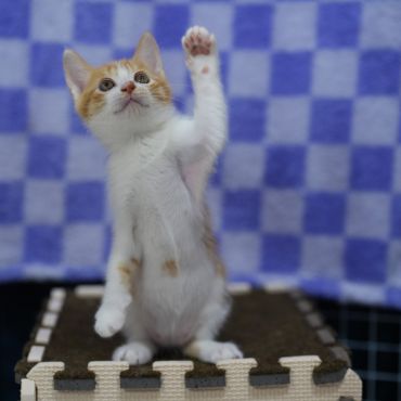 家猫になりたい子、「ハーイ」
