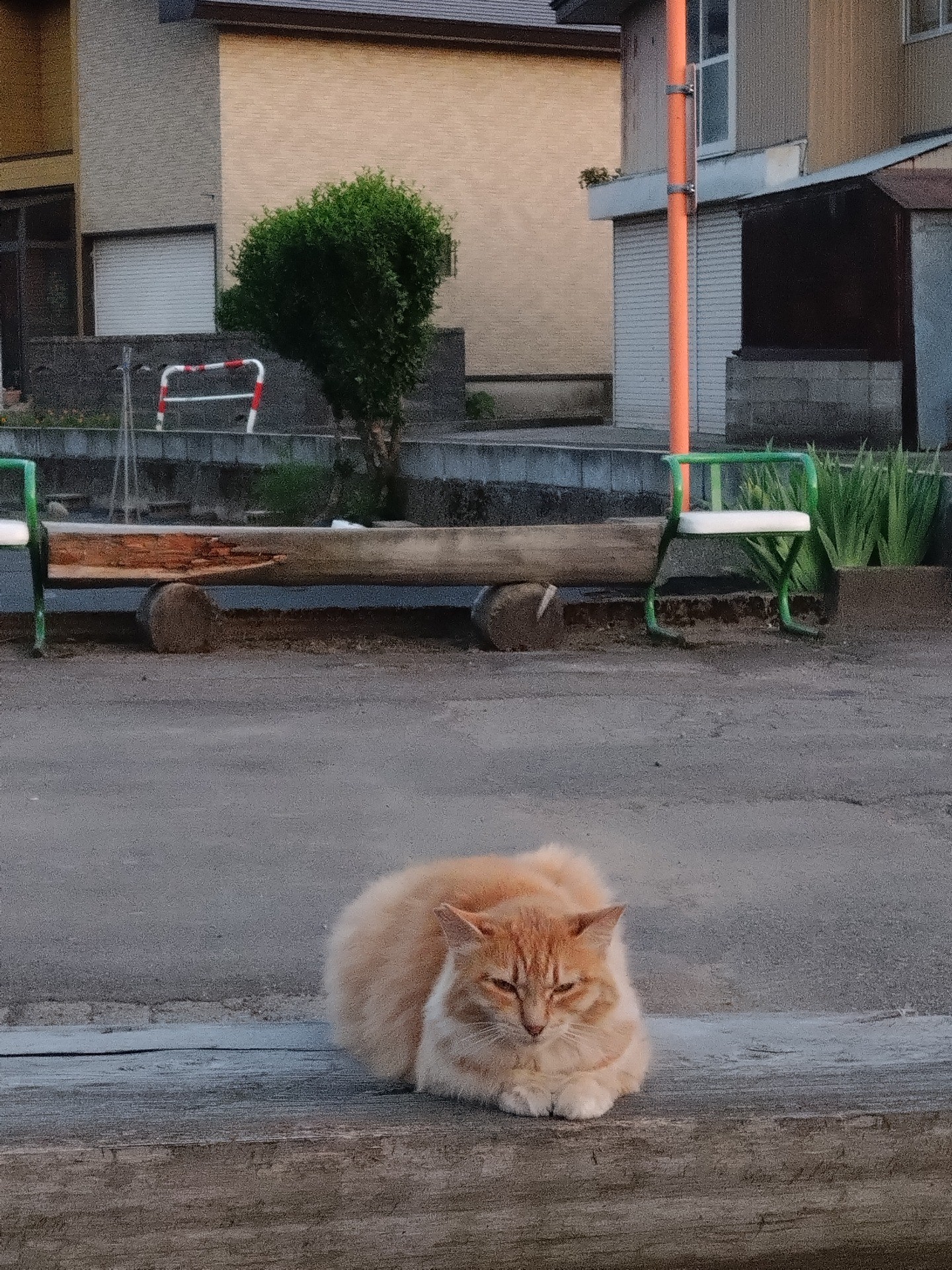今日もここで生きてる