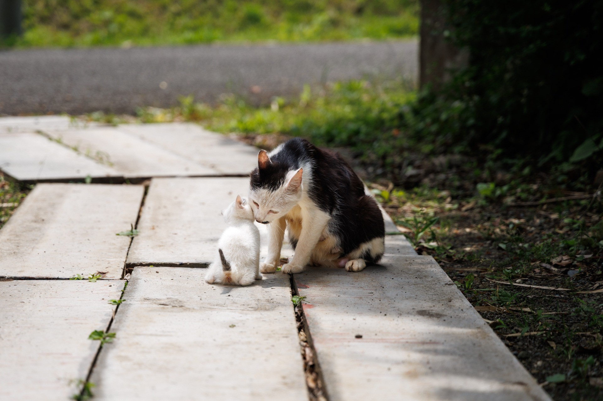 猫に罪はない