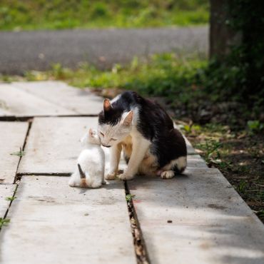 猫に罪はない