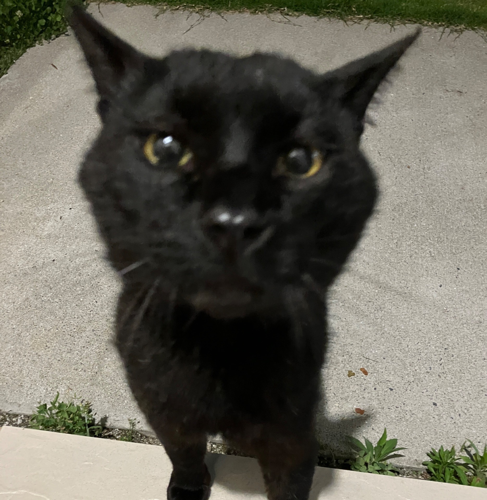 ぼく、さくらねこになったよ！