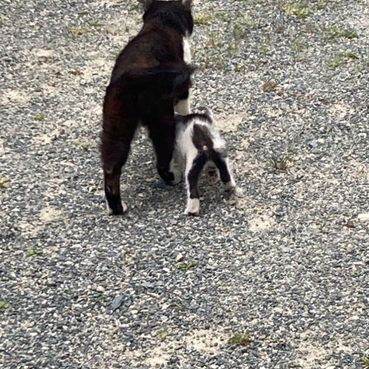 しあわせにくらしてるよ！