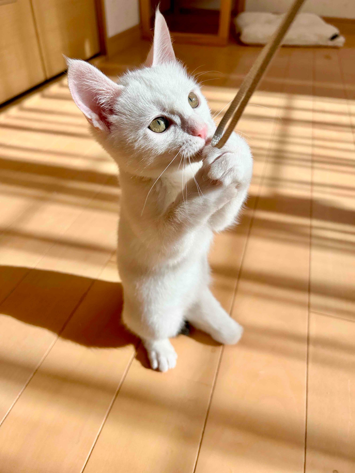 ３本足のおてんば姫