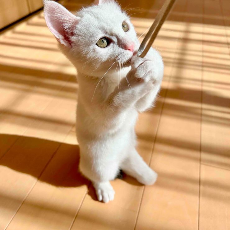 ３本足のおてんば姫