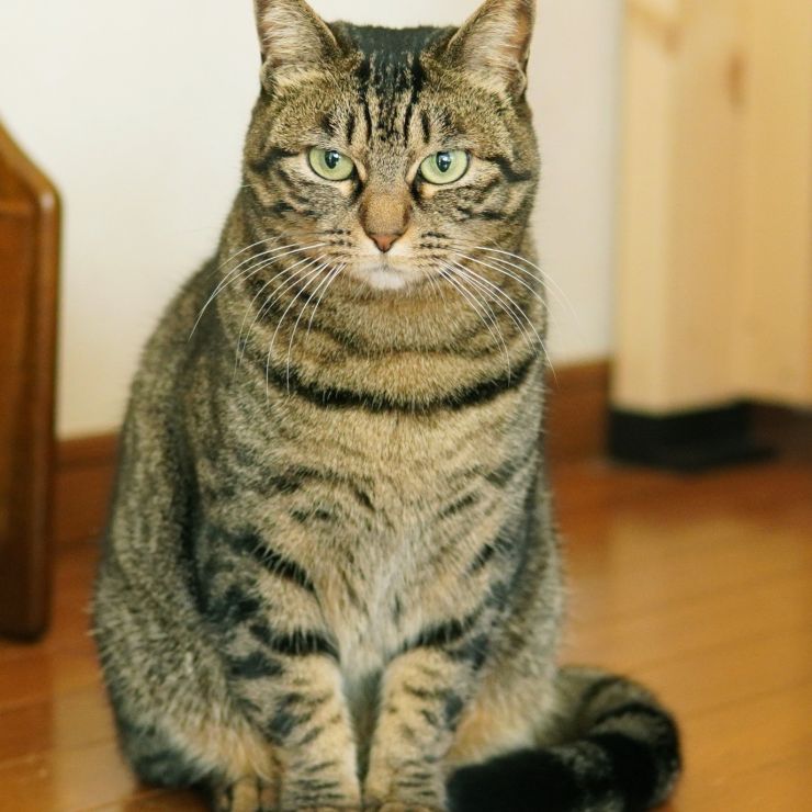 お行儀いいね！