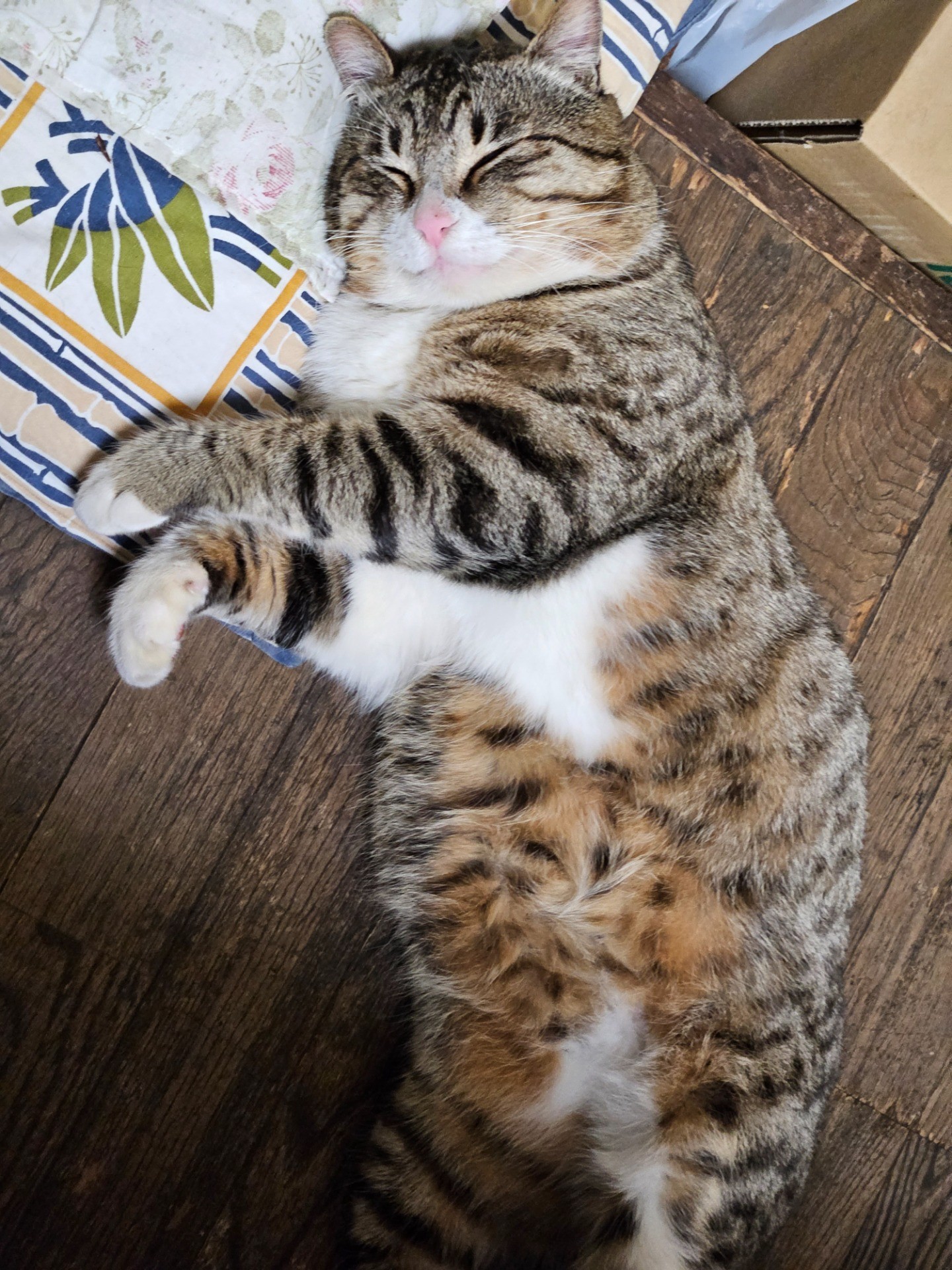 どこから君は来たのか