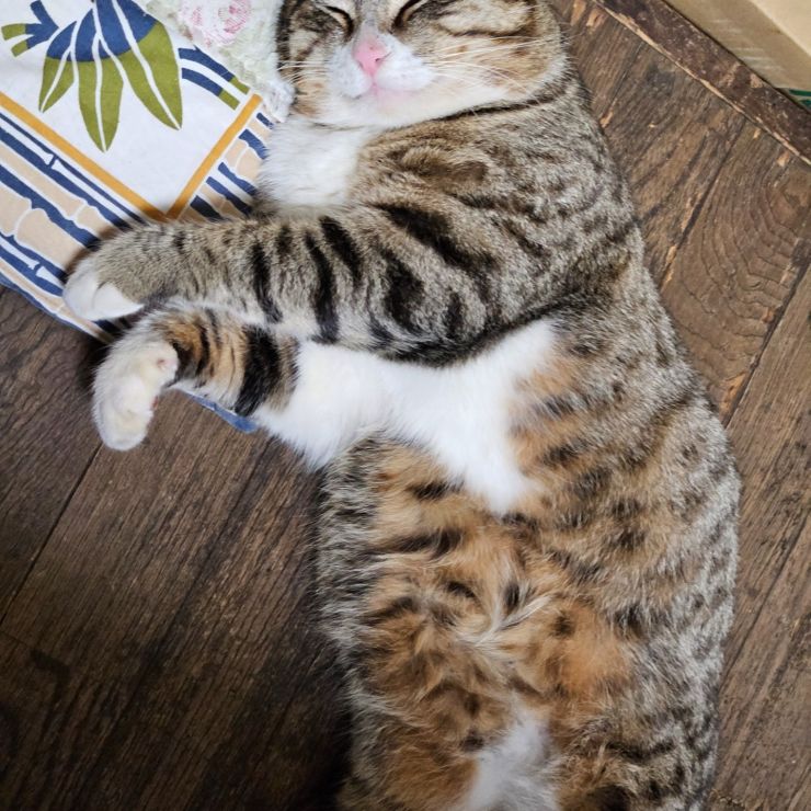 どこから君は来たのか