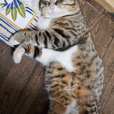 どこから君は来たのか