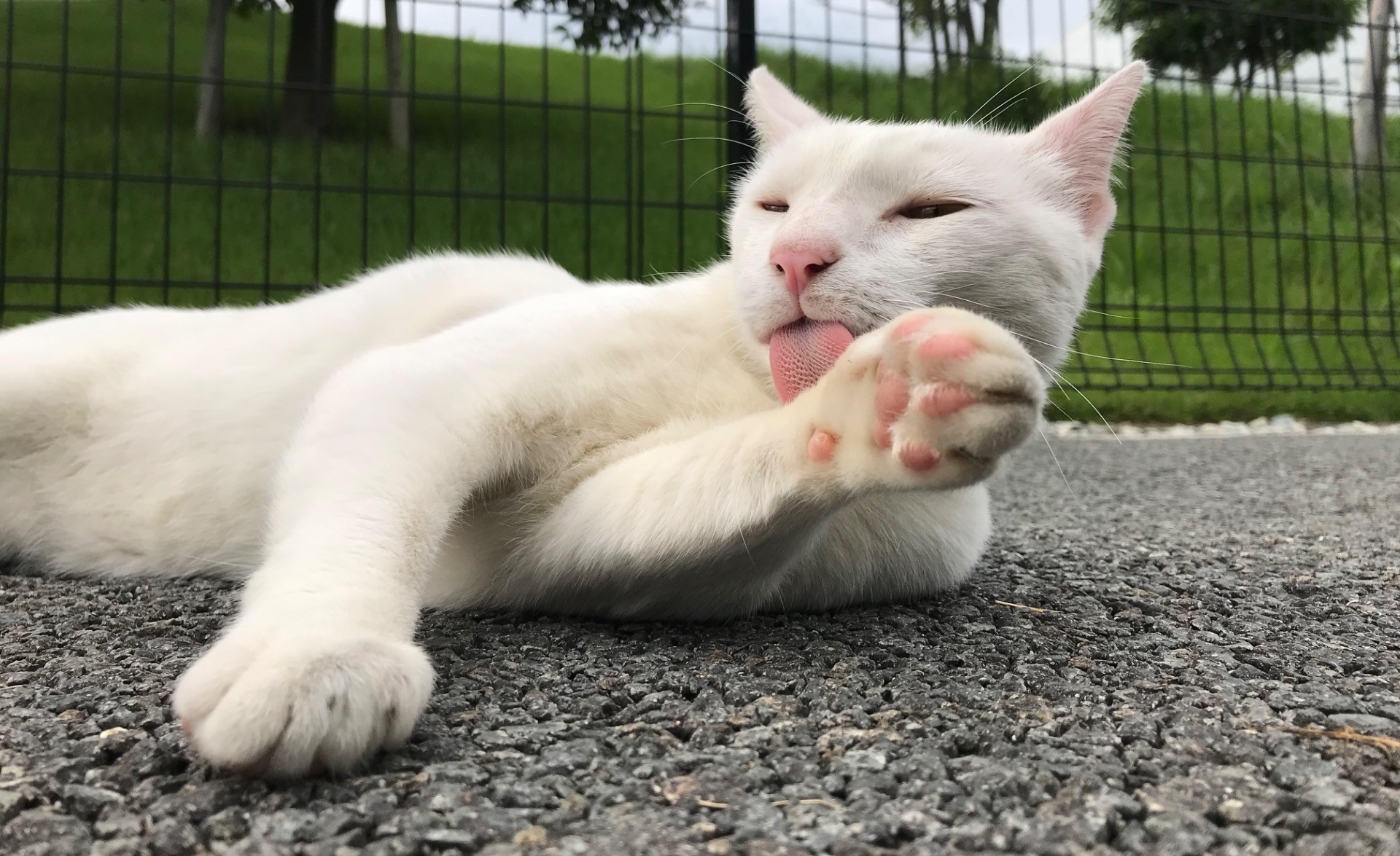 つかれたニャー