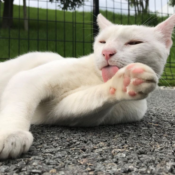 つかれたニャー