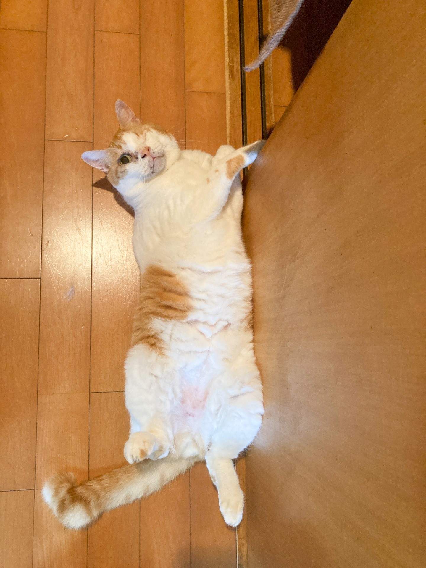 ハートなお腹