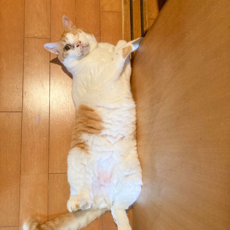 ハートなお腹