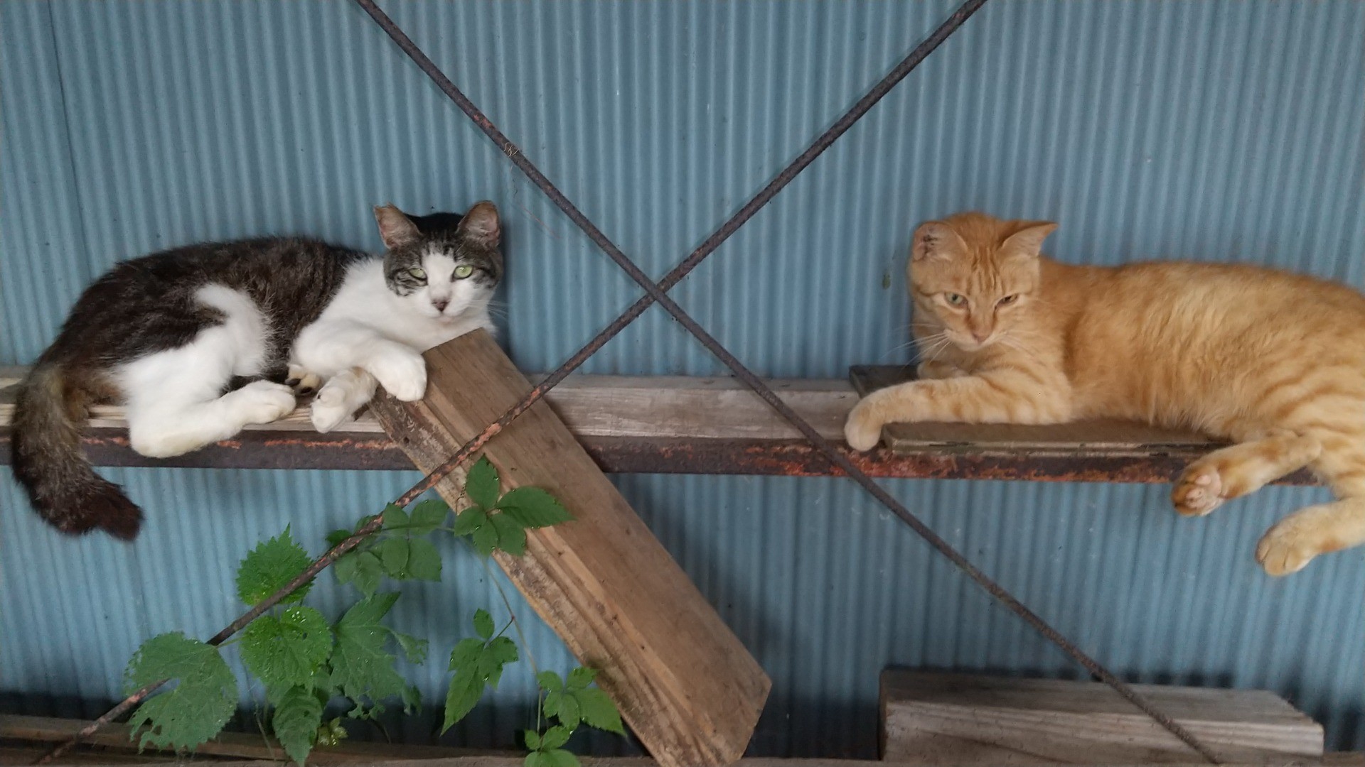 くつろぐところみいつけた🐾😺