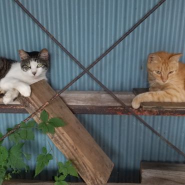 くつろぐところみいつけた🐾😺