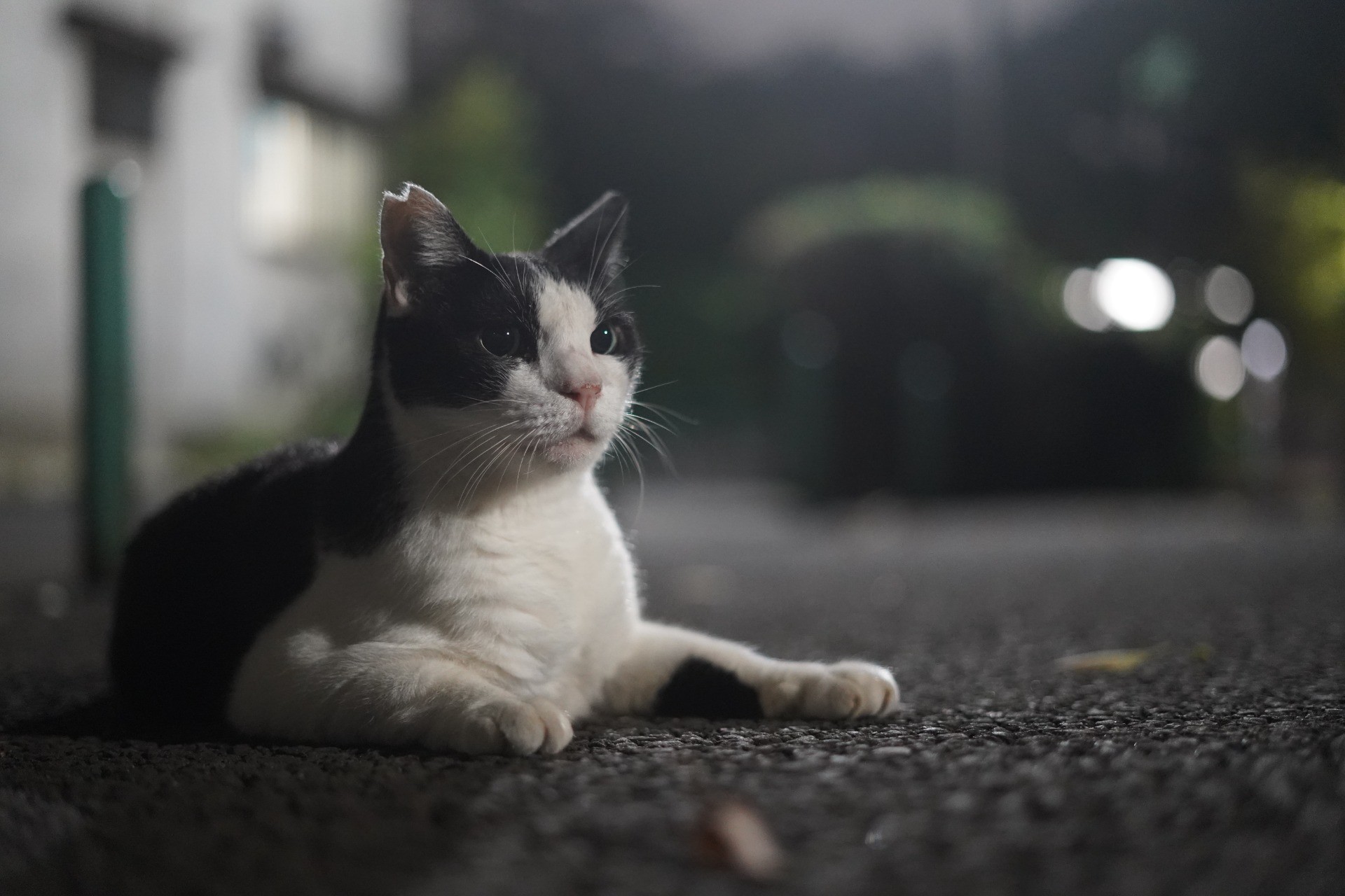 よるねこ