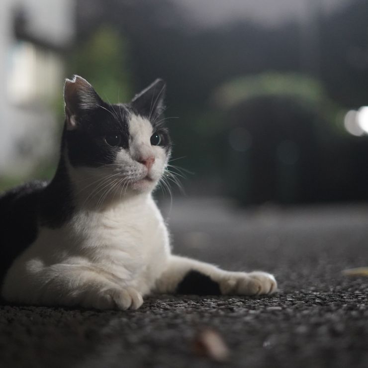 よるねこ