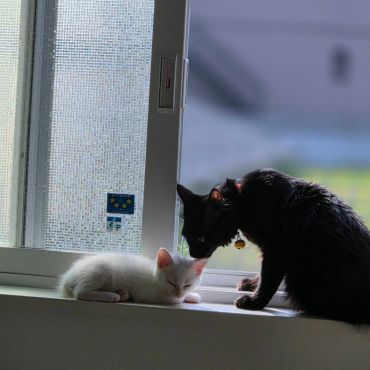 ラオウとジャギ