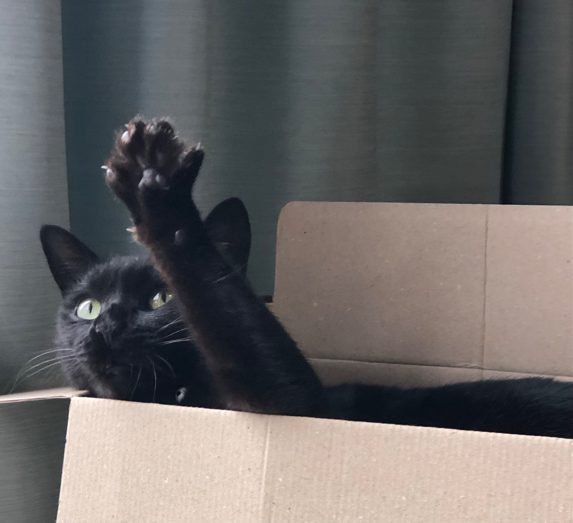 はぁーい！