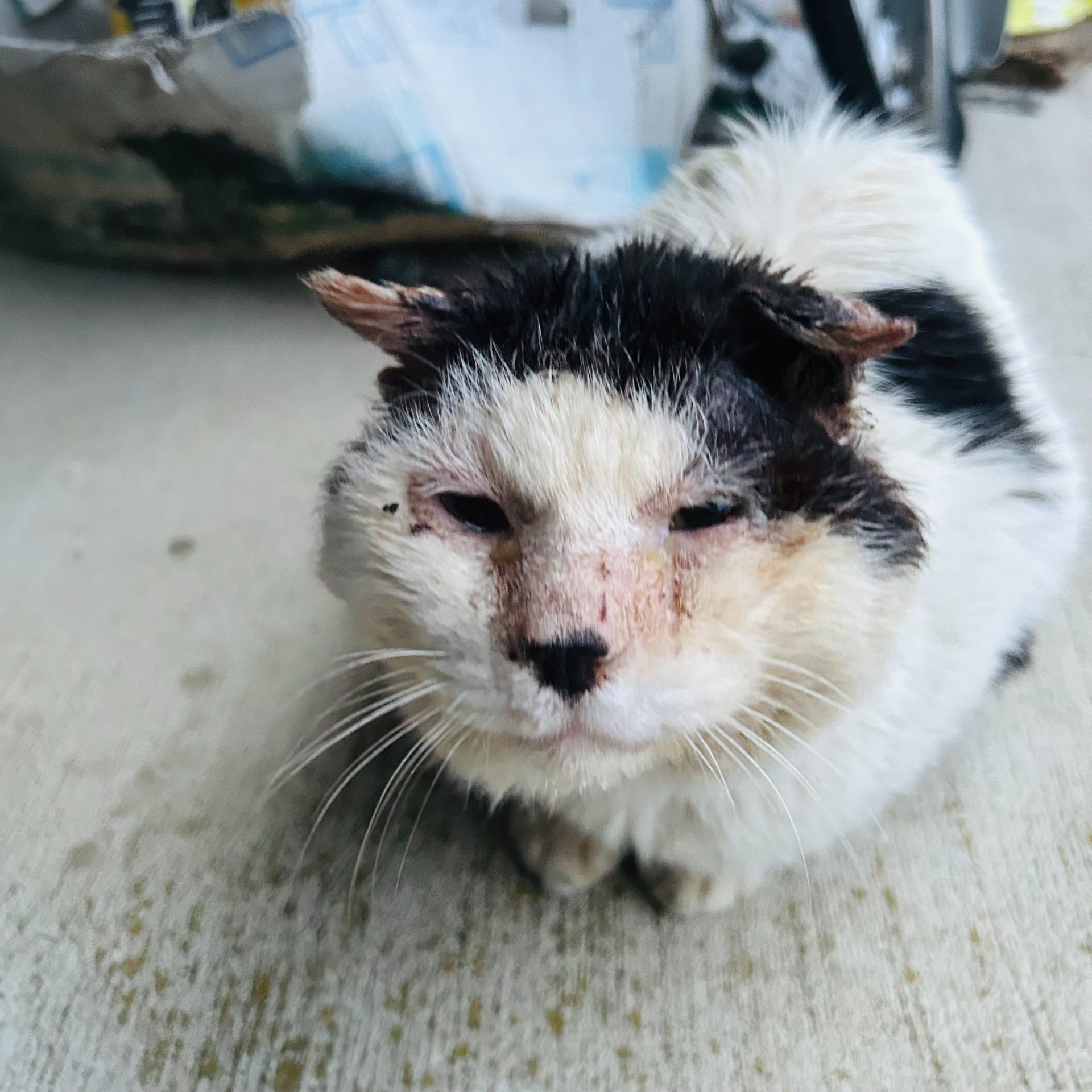 ブブオ、また、うちにおいでね。