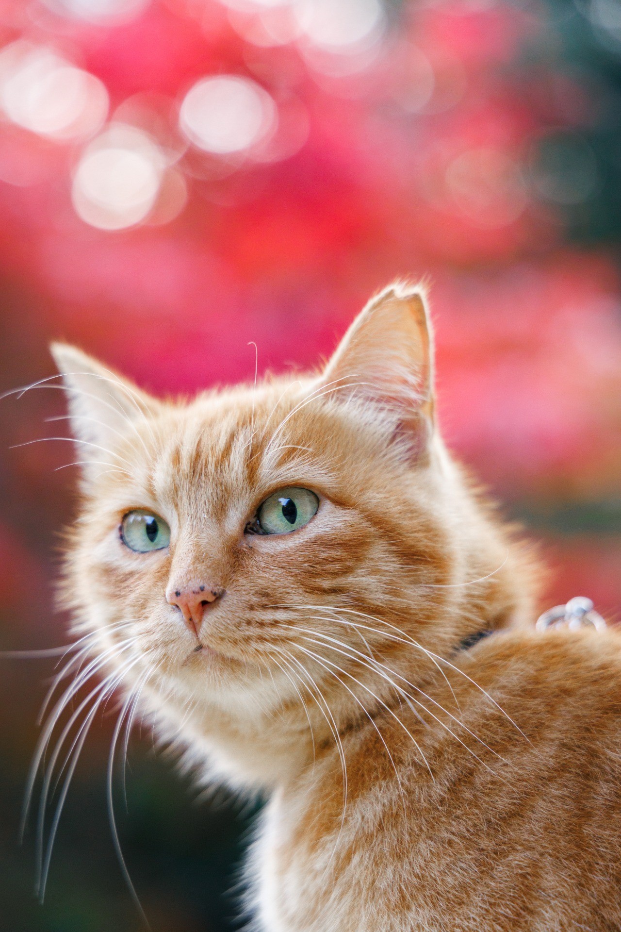 捨て猫チビちゃん