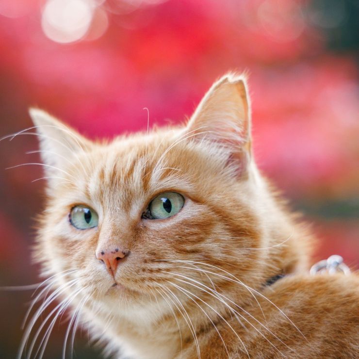 捨て猫チビちゃん