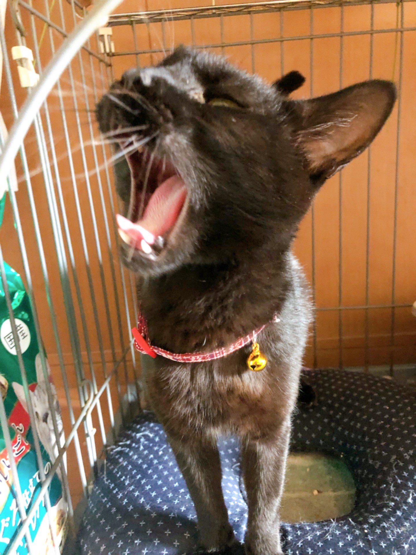 アゴ外れそう