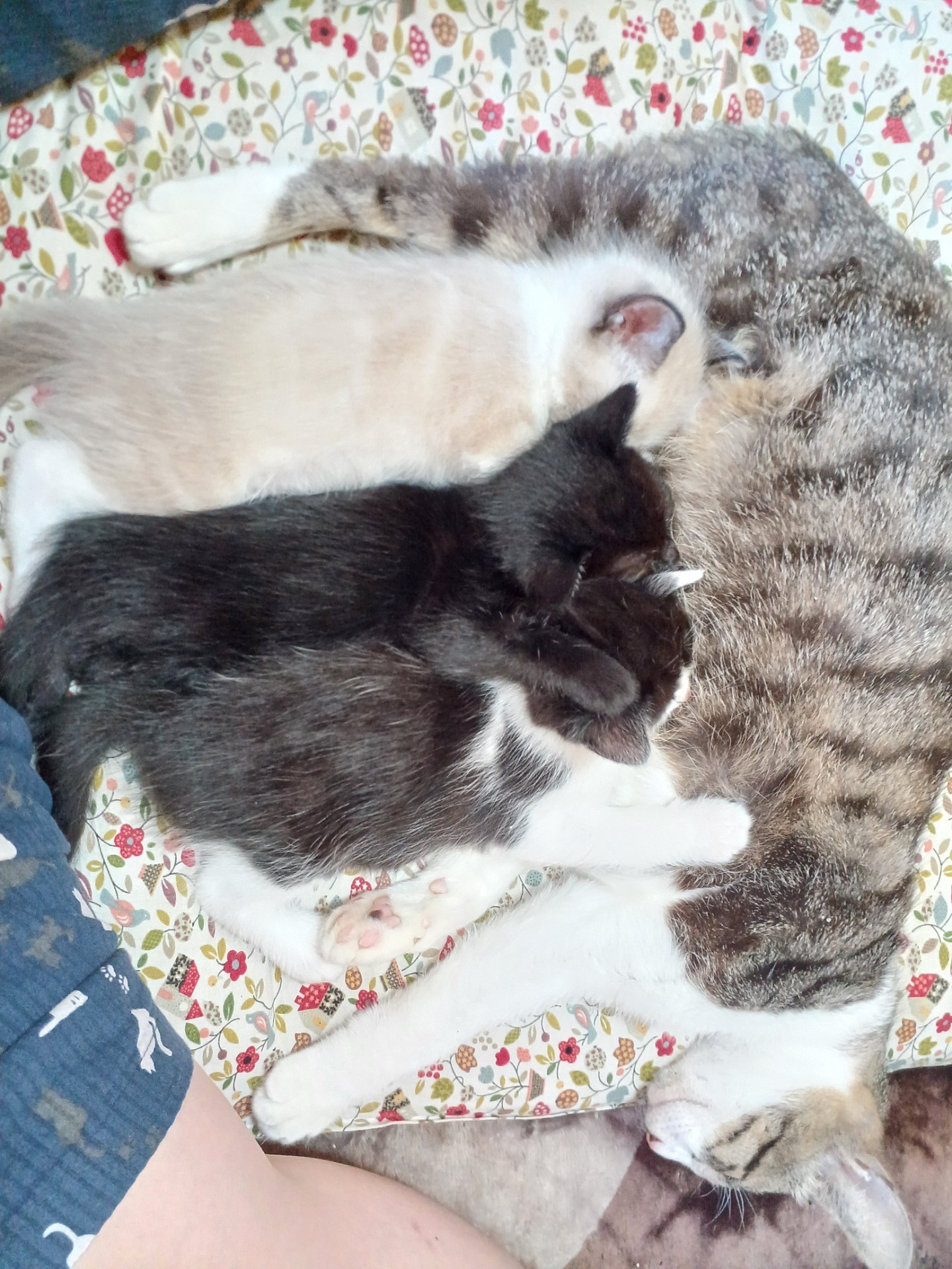 ベランダで産まれた仔猫達