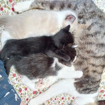 ベランダで産まれた仔猫達