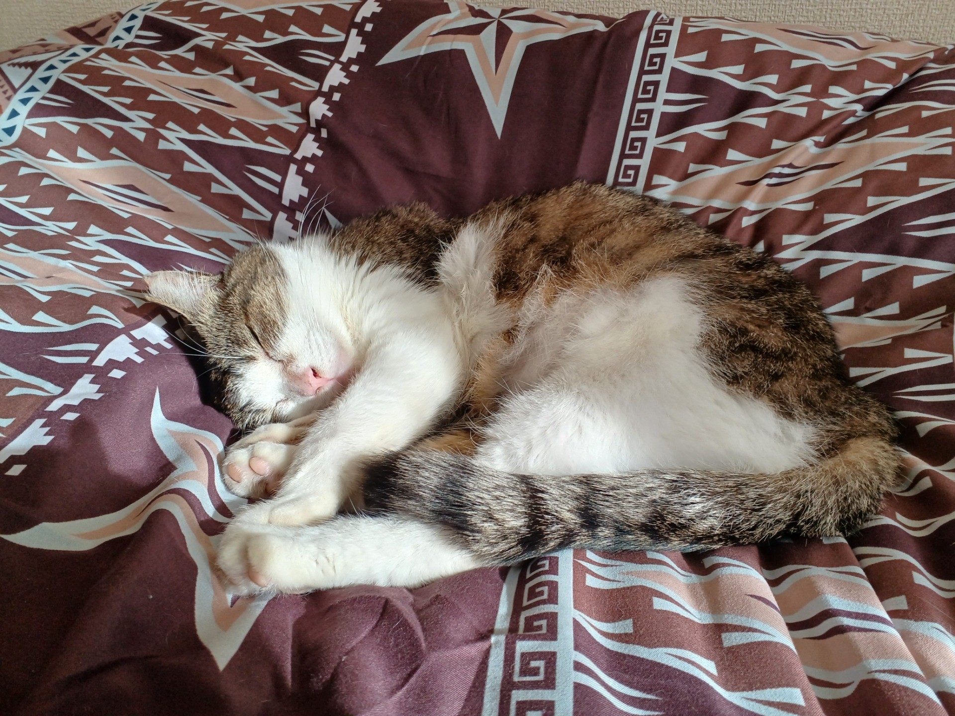 7年の付き合いのさくら猫