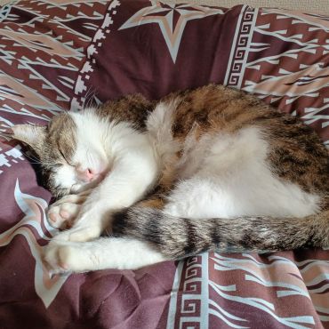 7年の付き合いのさくら猫