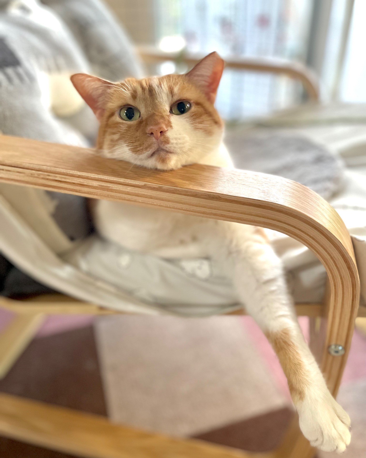 椅子で寛ぐキウイ