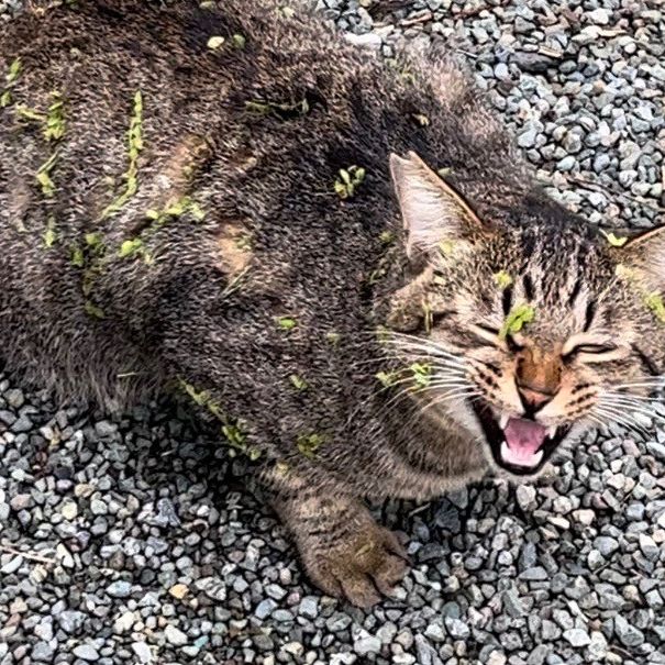くっついちゃったよぉ〜