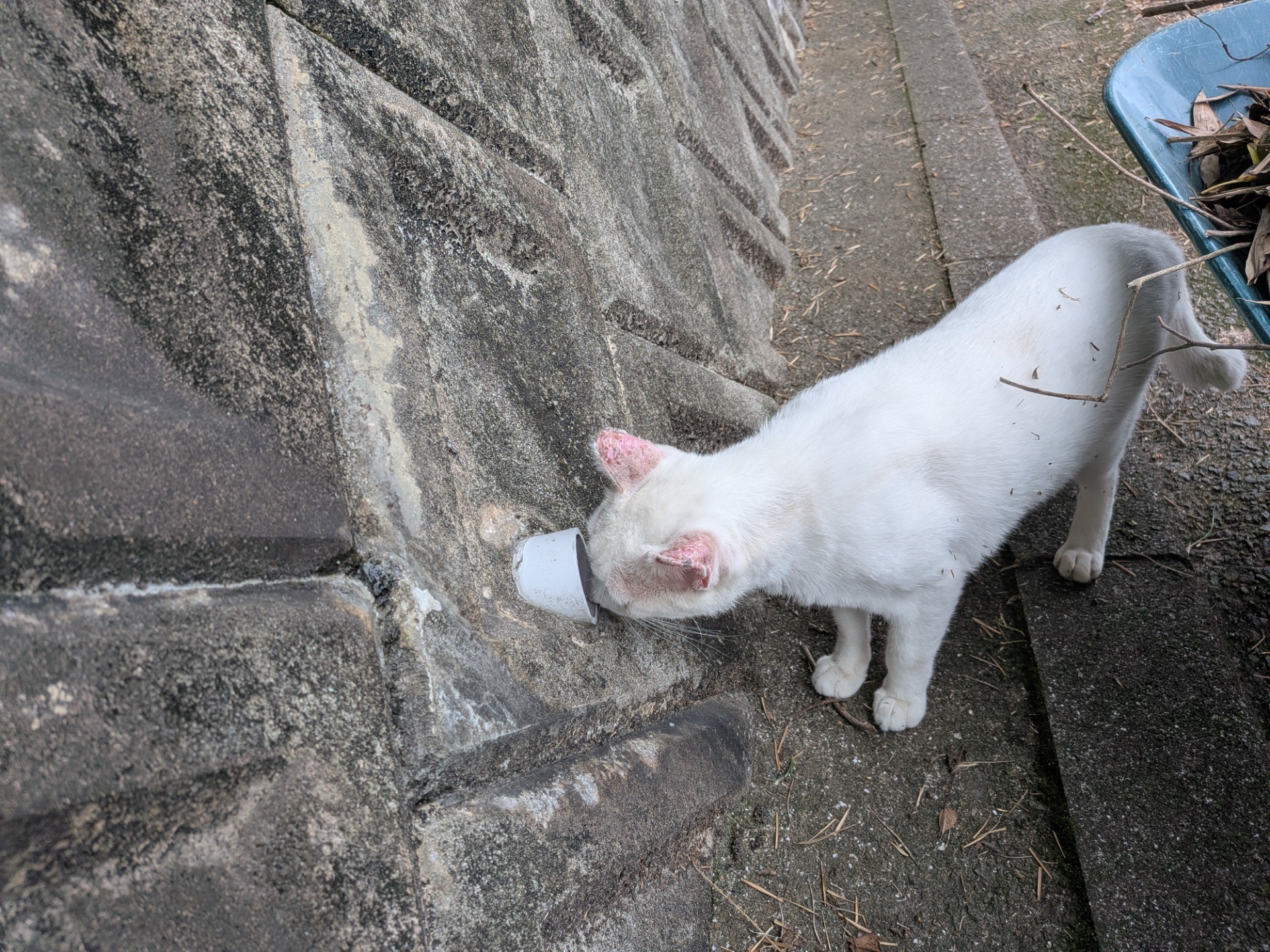 なんかいるにゃっ